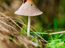 bossfight-free-stock-photos-mushroom-ladybug-grass-green