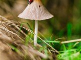 bossfight-free-stock-photos-mushroom-ladybug-grass-green